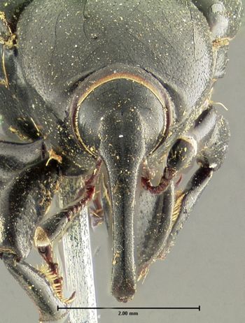 Media type: image;   Entomology 5204 Aspect: head frontal view